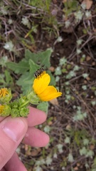 Copestylum tamaulipanum