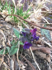 Pulmonaria officinalis
