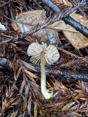 Entoloma cetratum