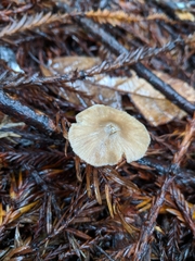 Entoloma cetratum