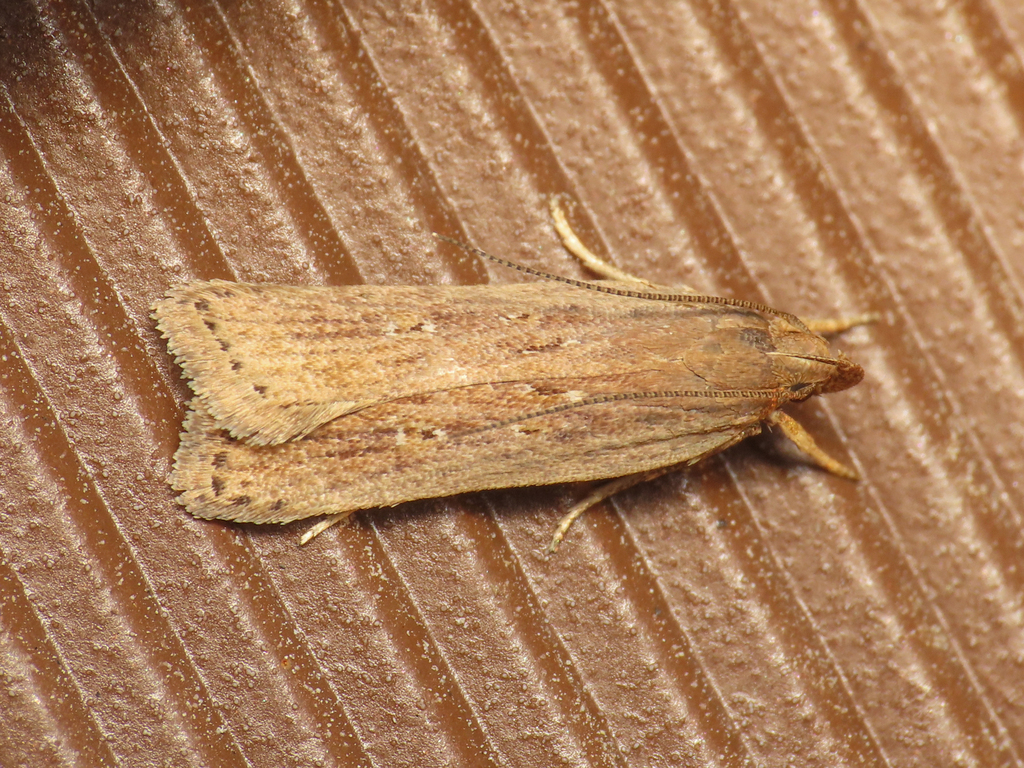 Helcystogramma triannulella