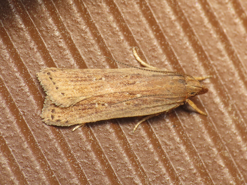 Helcystogramma triannulella