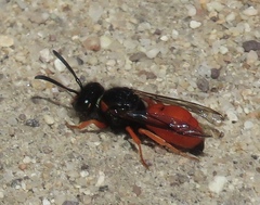 Odynerus cinnabarinus