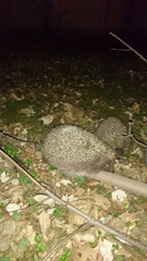 Erinaceus roumanicus