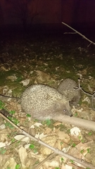 Erinaceus roumanicus