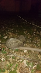 Erinaceus roumanicus