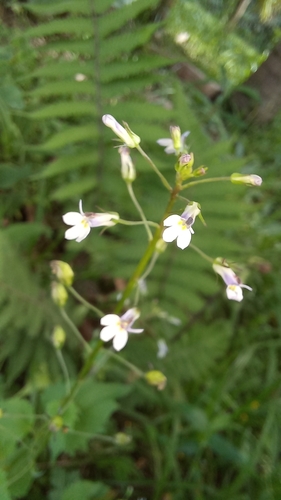 Image of Cardenala Azul by (c) Patrícia Mees, some rights reserved (CC BY)