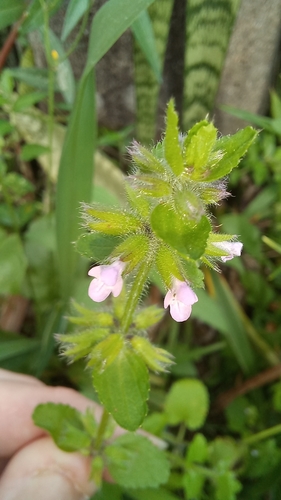 Image of Lobelia cliffortiana by (c) Patrícia Mees, some rights reserved (CC BY)