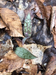 Erythronium americanum