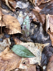 Erythronium americanum