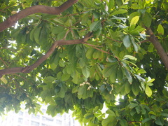 Elaeocarpus hainanensis