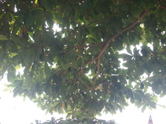 Elaeocarpus hainanensis