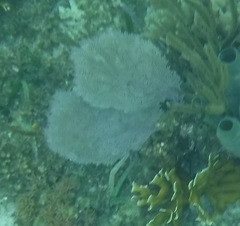 Gorgonia ventalina image