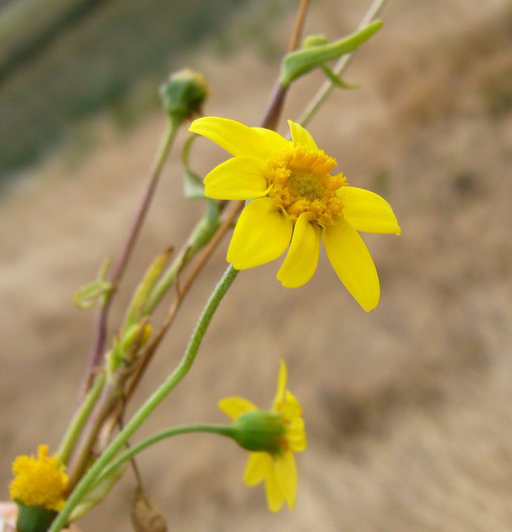 Lasthenia chrysantha