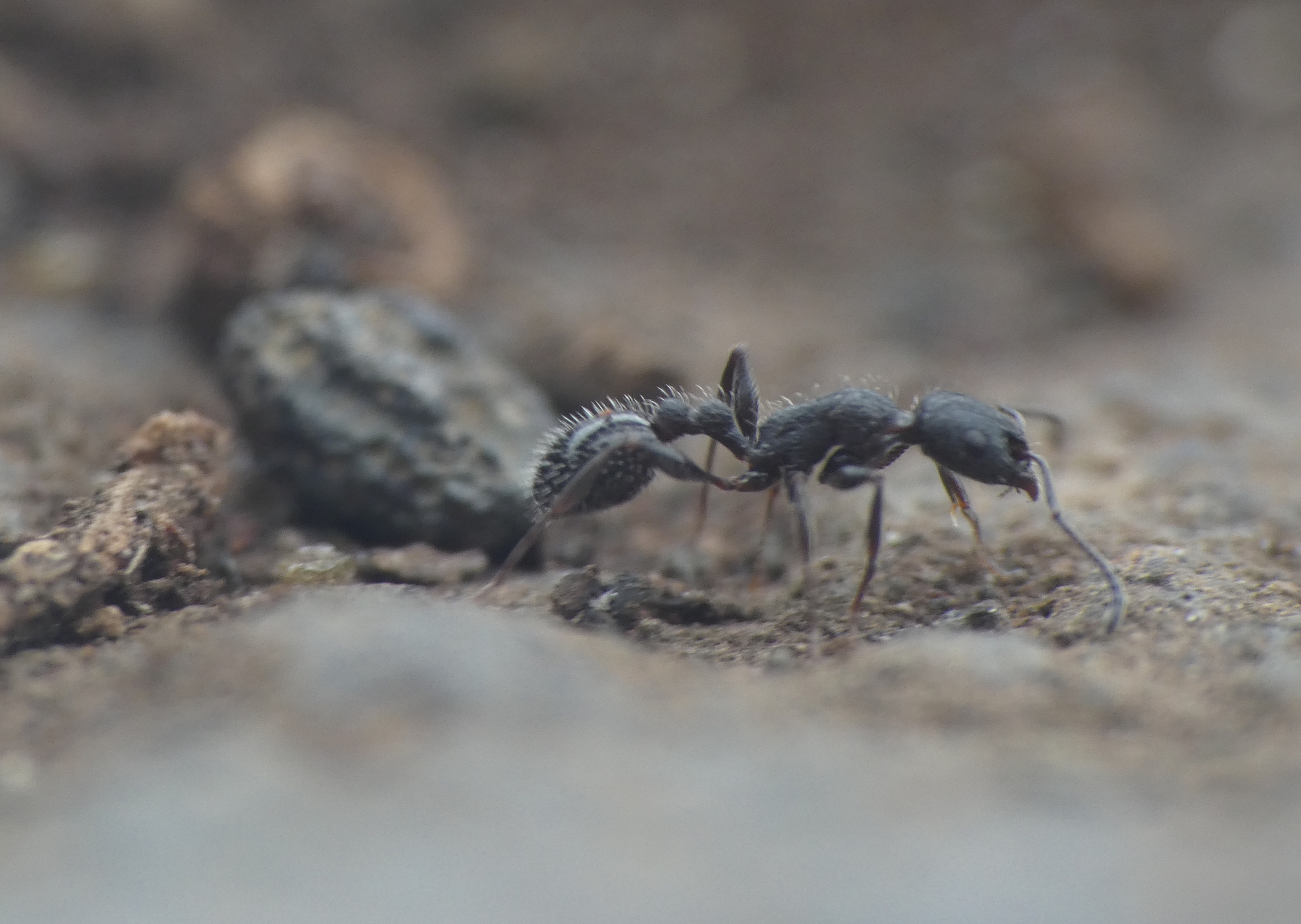 Temnothorax cabrerae