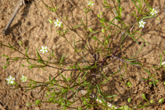 Polypremum procumbens