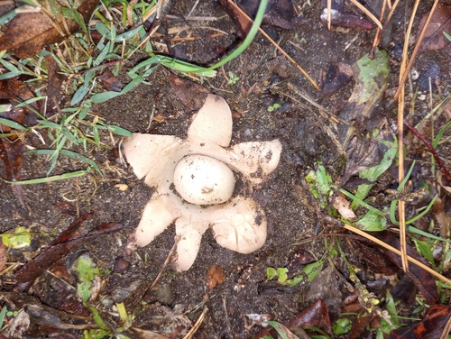 Geastrum triplex
