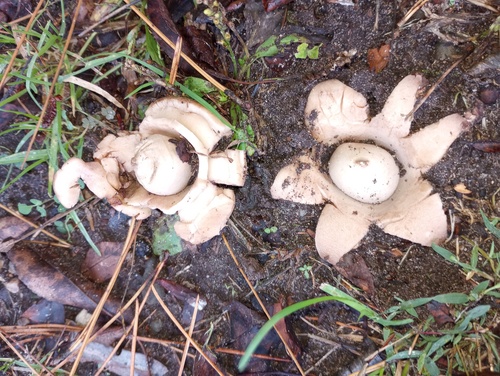 Geastrum triplex (Photo 2 of 2)