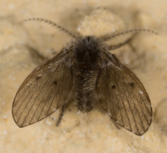Clogmia albipunctata
