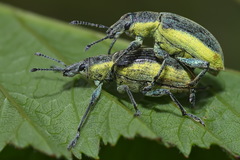 Chlorophanus viridis