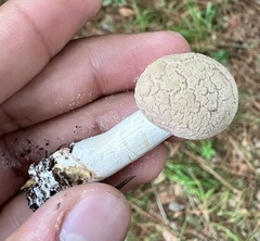 Boletellus ananas image