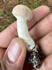 Boletellus ananas image