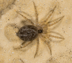 Oecobius