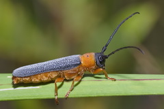 Oberea oculata