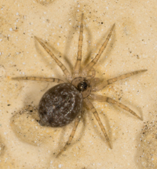 Oecobius