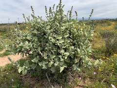 Ambrosia chenopodiifolia