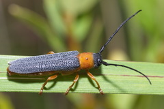 Oberea oculata