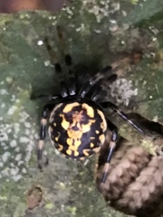 Araneus granadensis