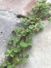 Oxalis corniculata