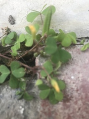 Oxalis corniculata