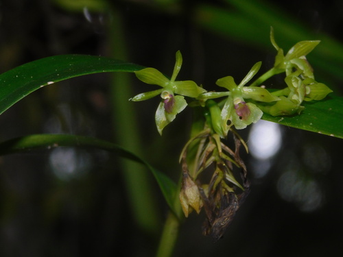 Epidendrum eustirum Ames, F.T.Hubb. & C.Schweinf.