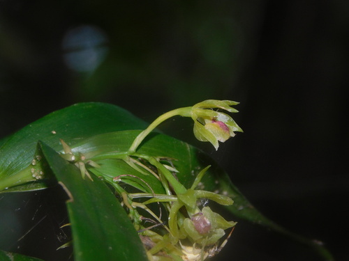 Epidendrum eustirum Ames, F.T.Hubb. & C.Schweinf. 2