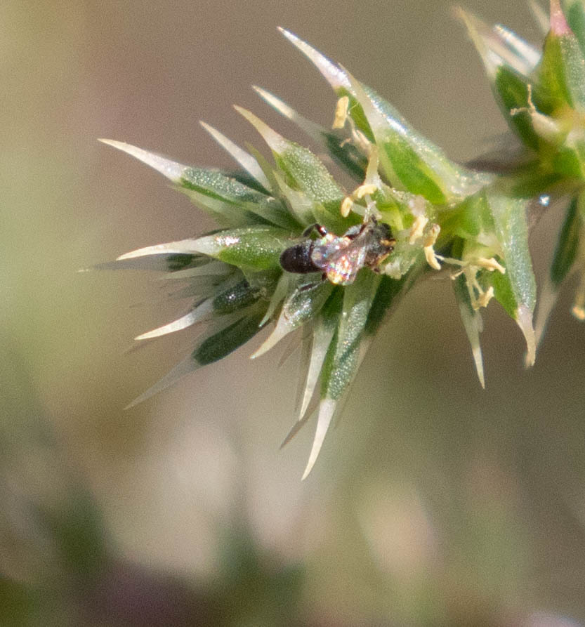 Apine Bees from Wind Wolves Preserve, Kern County, CA, USA on October 4 ...