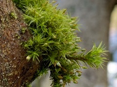 Orthotrichum consimile