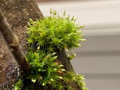 Orthotrichum consimile