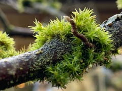 Orthotrichum consimile