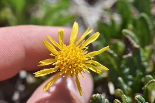 Tonestus lyallii