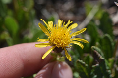 Tonestus lyallii, photograph Thompson Hyggen, CC0, iNaturalist via GBIF