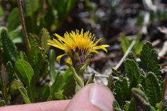Tonestus lyallii, photograph Thompson Hyggen, CC0, iNaturalist via GBIF