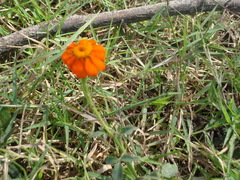 Adenophyllum squamosum