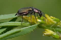 Cordylepherus viridis