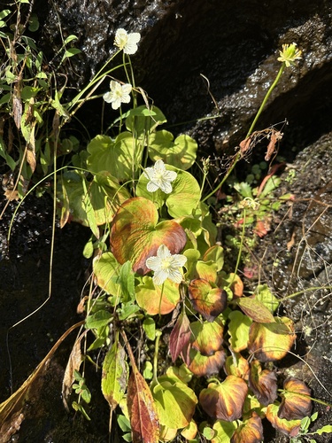 Image of Parnassia asarifolia by (c) Matt Berger, some rights reserved (CC BY)
