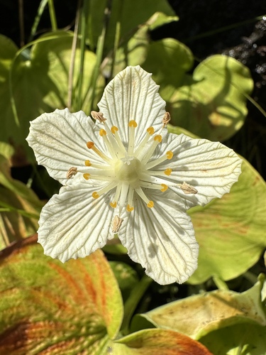 Image of Parnassia asarifolia by (c) Matt Berger, some rights reserved (CC BY)