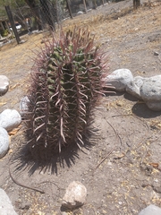 Ferocactus recurvus recurvus