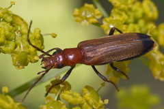 Nacerdes melanura