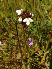 Triphysaria versicolor
